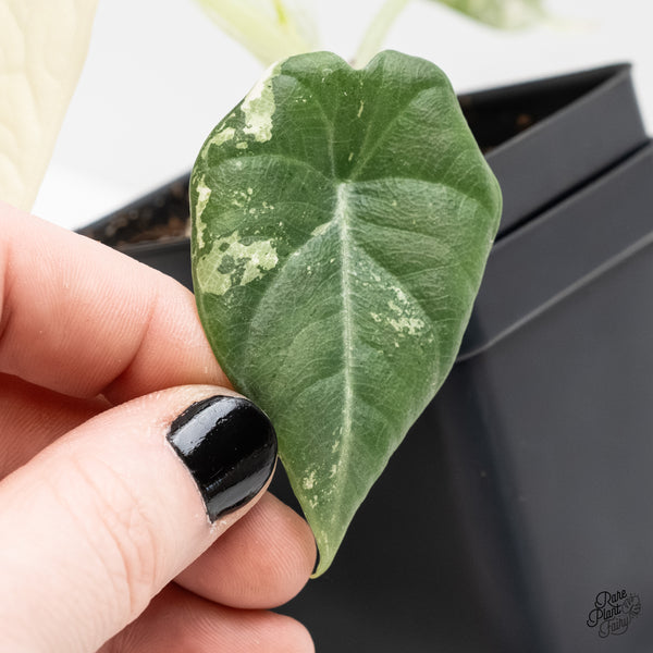 Alocasia Maharani Albo Variegated (wk3-Q)