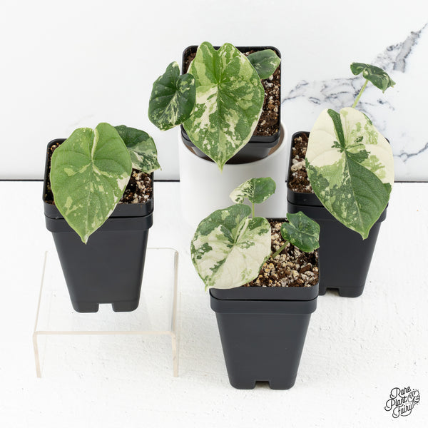 Alocasia Melo Albo Variegated *Grower's Choice*
