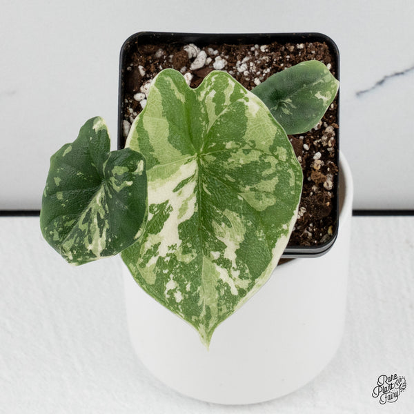 Alocasia Melo Albo Variegated *Grower's Choice*