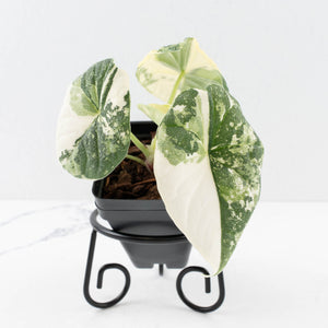 Alocasia 'Melo' Albo Variegated (wk33-L16)