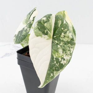 Alocasia 'Melo' Albo Variegated (wk33-L16)