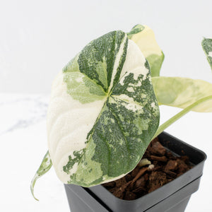 Alocasia 'Melo' Albo Variegated (wk33-L16)