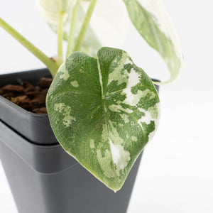 Alocasia 'Melo' Albo Variegated (wk33-L16)