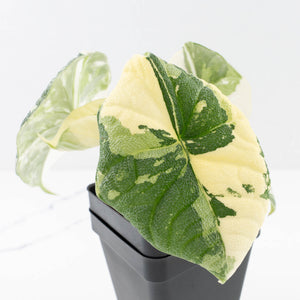 Alocasia 'Melo' Albo Variegated (wk33-L16)