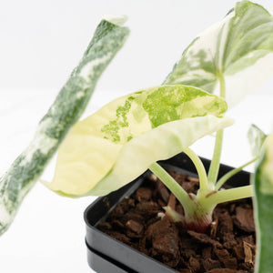Alocasia 'Melo' Albo Variegated (wk33-L16)