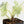Alocasia Melo Albo Variegated - Corming Size (wk38-L283)