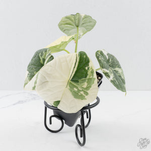 Alocasia Melo Albo Variegated - Corming Size (wk38-L283)