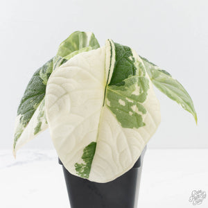 Alocasia Melo Albo Variegated - Corming Size (wk38-L283)