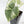 Alocasia Melo Albo Variegated - Corming Size (wk38-L283)