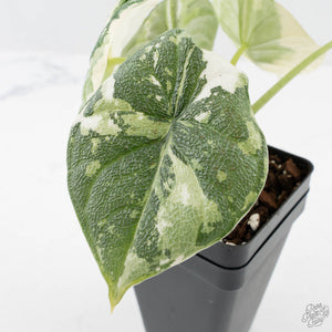 Alocasia Melo Albo Variegated - Corming Size (wk38-L283)