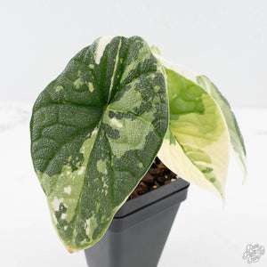 Alocasia Melo Albo Variegated - Corming Size (wk38-L283)