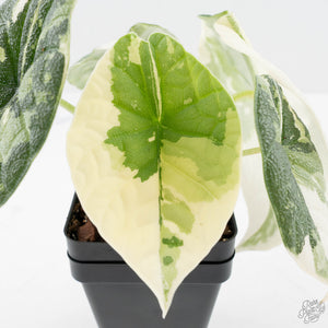 Alocasia Melo Albo Variegated - Corming Size (wk38-L283)