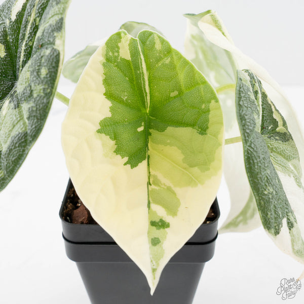 Alocasia Melo Albo Variegated - Corming Size (wk38-L283) – Rare