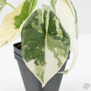 Alocasia Melo Albo Variegated - Corming Size (wk38-L283)