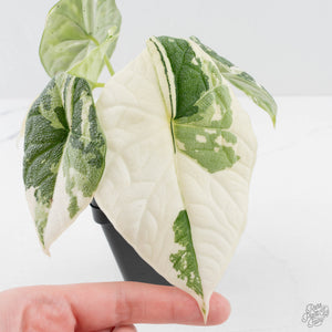 Alocasia Melo Albo Variegated - Corming Size (wk38-L283)