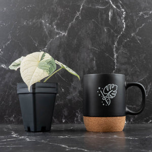 Alocasia Melo Albo Variegated - Corming Size (wk39-L302)