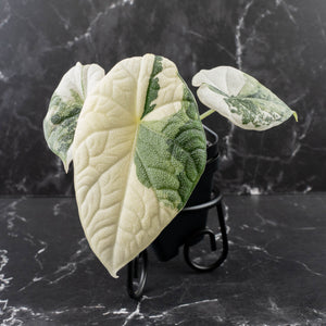 Alocasia Melo Albo Variegated - Corming Size (wk39-L302)