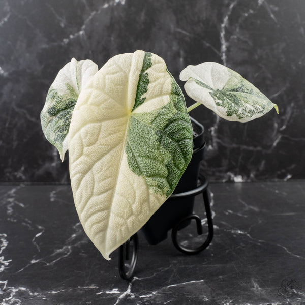 Alocasia Melo Albo Variegated - Corming Size (wk39-L302) – Rare