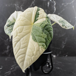 Alocasia Melo Albo Variegated - Corming Size (wk39-L302)