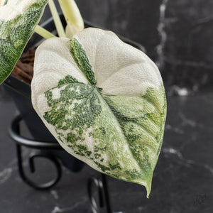 Alocasia Melo Albo Variegated - Corming Size (wk39-L302)