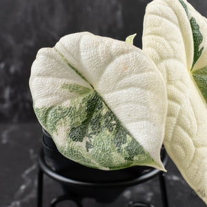 Alocasia Melo Albo Variegated - Corming Size (wk39-L302)