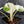 Alocasia Melo Albo Variegated - Corming Size (wk39-L302)