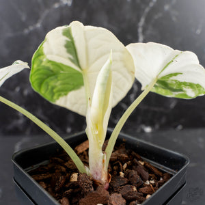 Alocasia Melo Albo Variegated - Corming Size (wk39-L302)