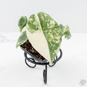 Alocasia 'Melo' Albo Variegated (wk25-G)