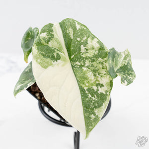 Alocasia 'Melo' Albo Variegated (wk25-G)