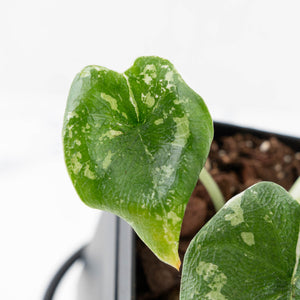 Alocasia 'Melo' Albo Variegated (wk25-G)