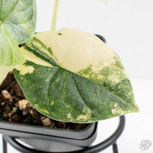 Alocasia 'Melo' Aurea Variegated (wk27-G)