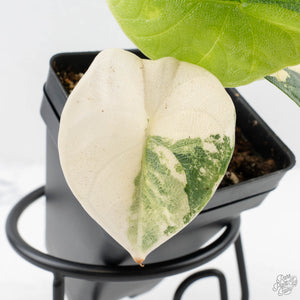 Alocasia 'Melo' Aurea Variegated (wk27-G)
