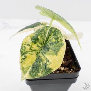 Alocasia 'Melo' Aurea Variegated (wk27-G)