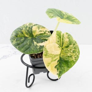 Alocasia 'Melo' Aurea Variegated (wk30-F)