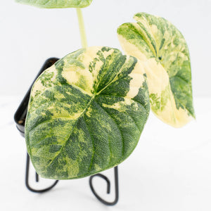 Alocasia 'Melo' Aurea Variegated (wk30-F)