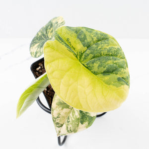 Alocasia 'Melo' Aurea Variegated (wk31-E)