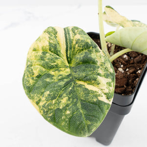 Alocasia 'Melo' Aurea Variegated (wk31-E)