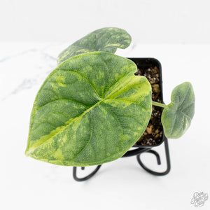 Alocasia 'Melo' Aurea Variegated (wk19-N)