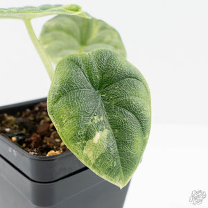 Alocasia 'Melo' Aurea Variegated (wk19-N)