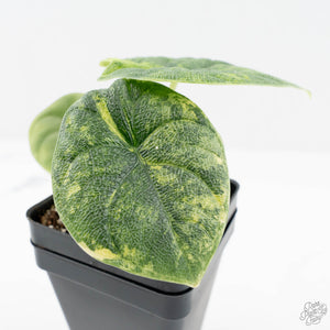 Alocasia 'Melo' Aurea Variegated (wk19-N)
