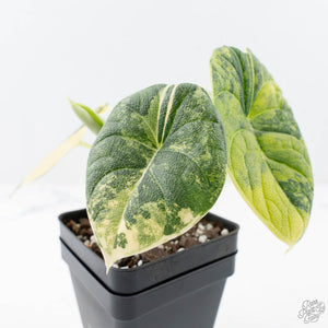 Alocasia 'Melo' Aurea Variegated (wk20-G)