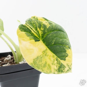 Alocasia 'Melo' Aurea Variegated (wk20-G)