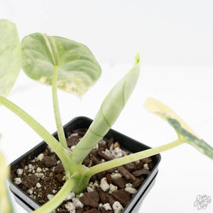 Alocasia 'Melo' Aurea Variegated (wk20-G)