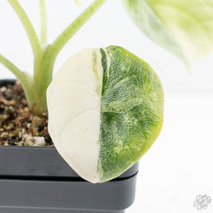 Alocasia 'Melo' Aurea Variegated (wk21-O)
