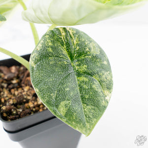 Alocasia 'Melo' Aurea Variegated (wk21-O)