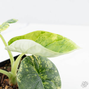 Alocasia 'Melo' Aurea Variegated (wk21-O)