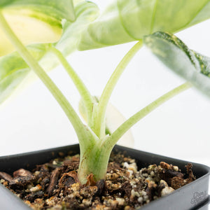 Alocasia 'Melo' Aurea Variegated (wk21-O)