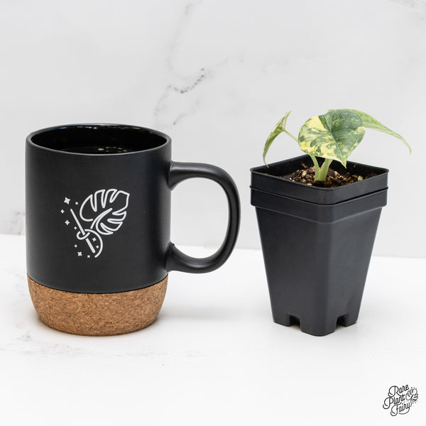 Alocasia Melo Tricolor Variegated (wk4-H)