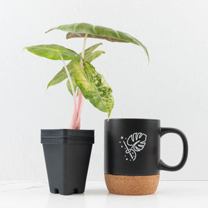 Alocasia 'Nairobi Nights' Variegated (wk33-L10)