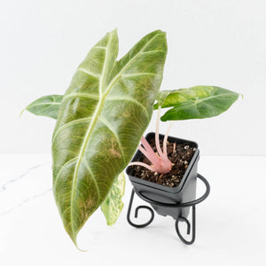Alocasia 'Nairobi Nights' Variegated (wk33-L10)